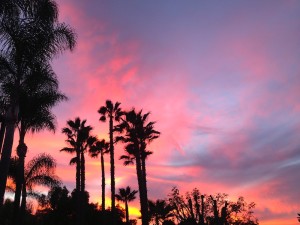 My parents' palms on our most recent trip to CA