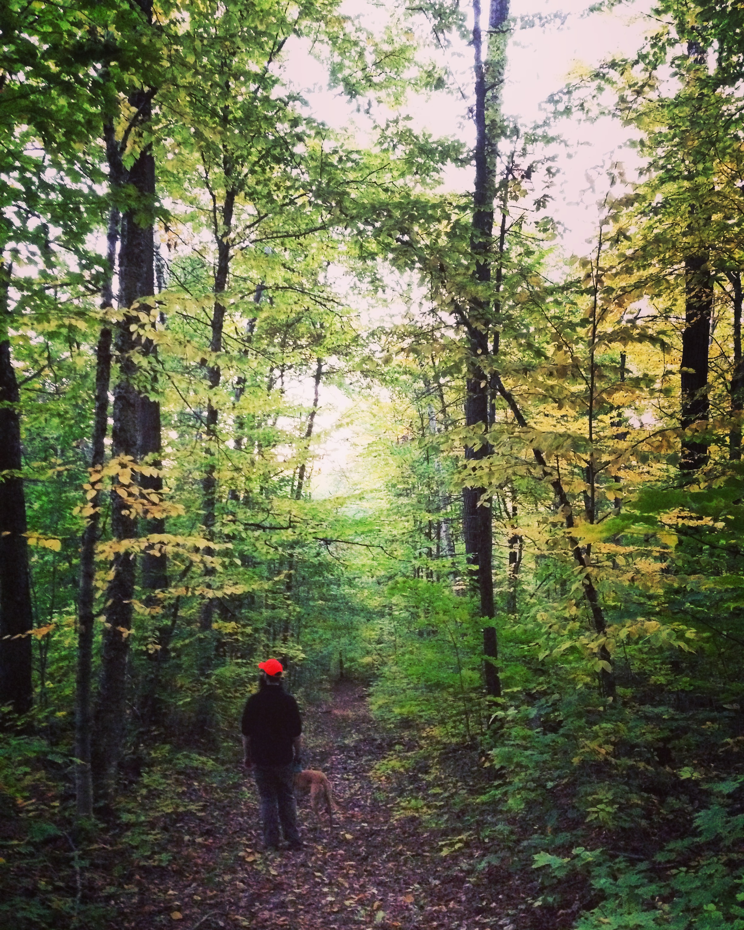 Mr. FW and Frugal Hound strolling our woods