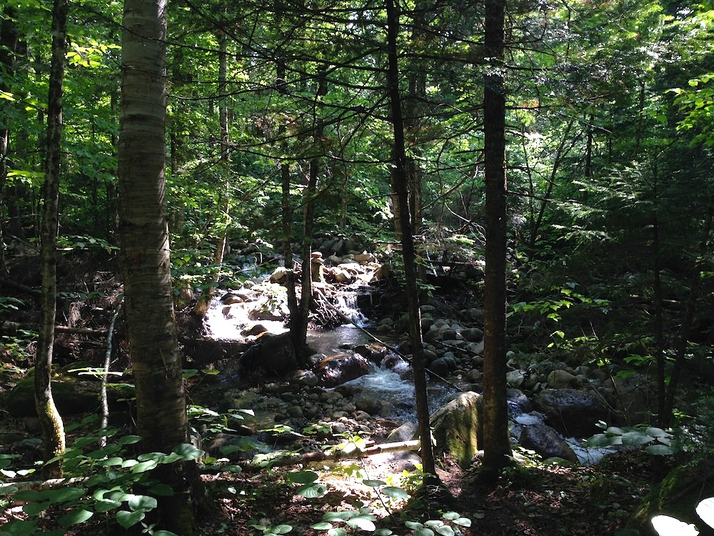 The peaceful woods as we descended back below tree line