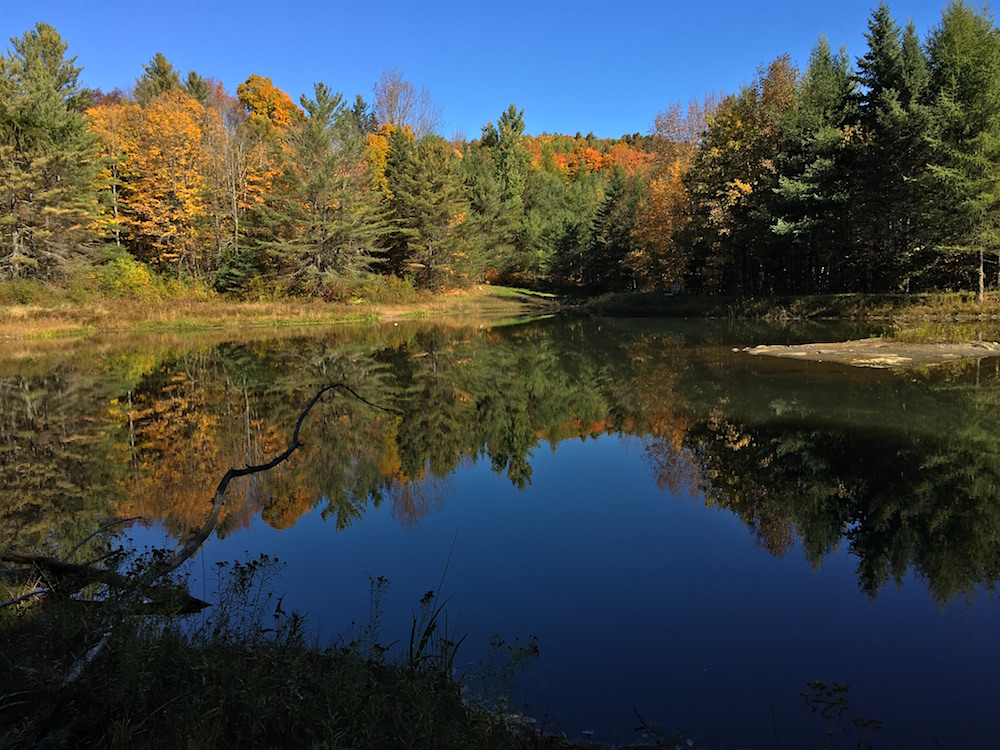 Our pond in full fall regalia