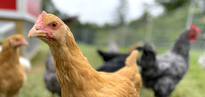 These Three Months On the Homestead: May Flowers, June Berries and July Chickens