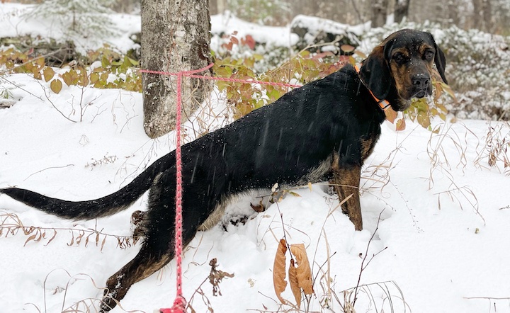 The Tail of Gigi The Dog