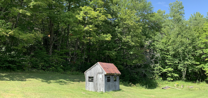 This Month On The Homestead: Carrots, Sunflowers, Tomatoes, and Sugar Wood